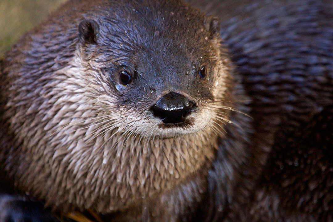 North American River Otter